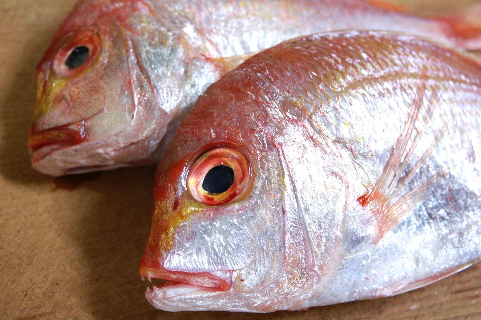 魚の豆知識 おめでたい時には絶対欠かせない魚 鯛の魅力 福井の越前宝や 越前たからや