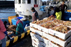 越前ガニ解禁日当日の越前町【越前宝や】