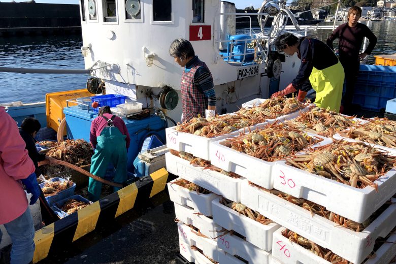 越前ガニ解禁日当日の越前町【越前宝や】