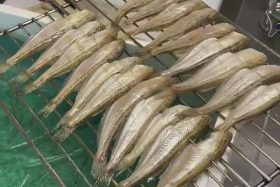 年7月30日 ハタハタ塩焼き等の様子を撮影しました 干物職人の魚捌き 福井の越前宝や 越前たからや