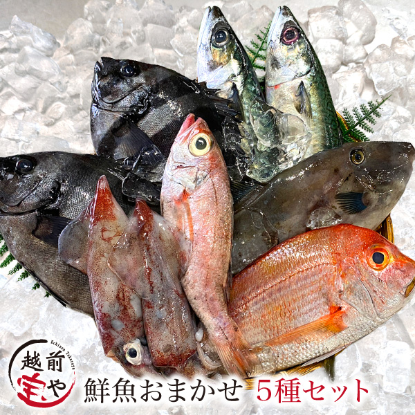 鮮魚 おまかせ セット 5種以上【冷蔵】