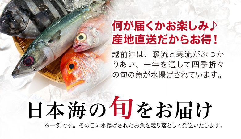 鮮魚-日本海の旬